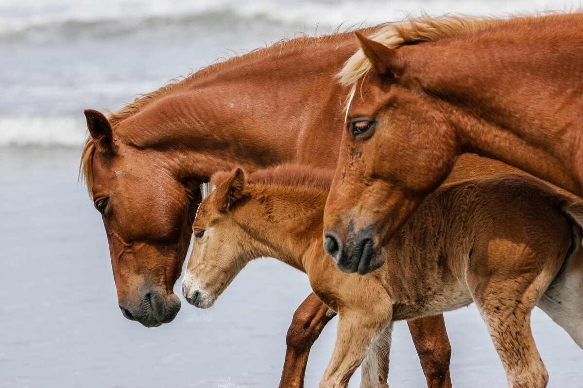 A baby Mustang foal walks the ocean shoreline