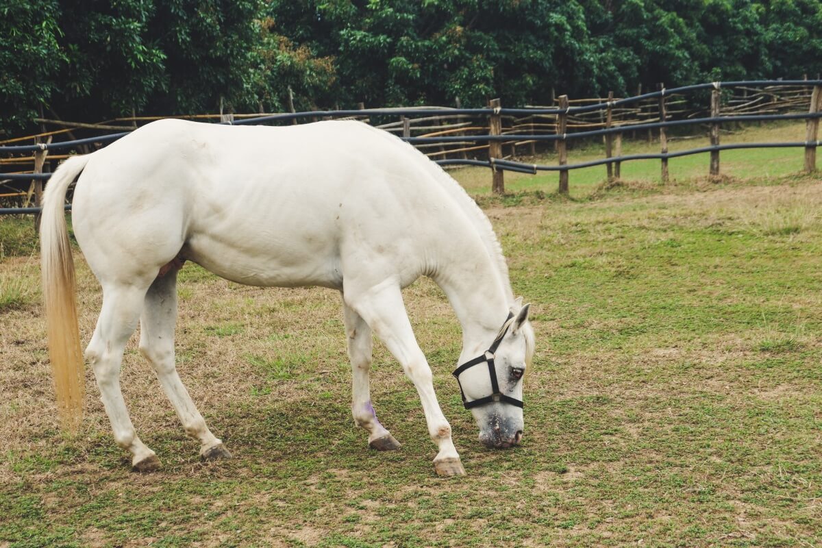 American Quarter Horse Origin & History The Comprehensive Guide