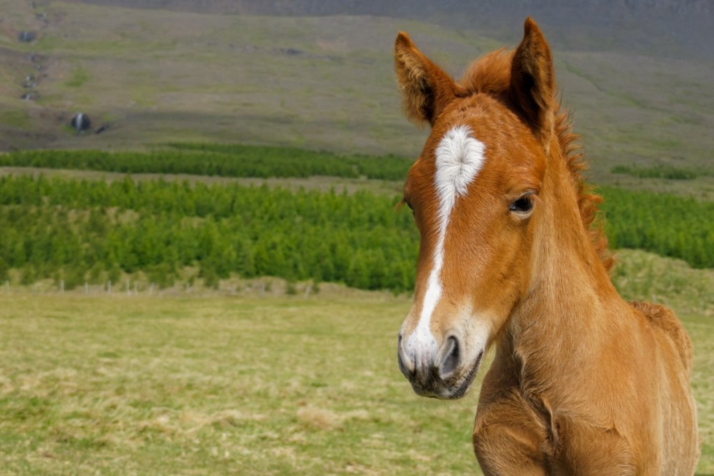 Icelandic Horse vs Normal Horse InDepth Comparison Guide