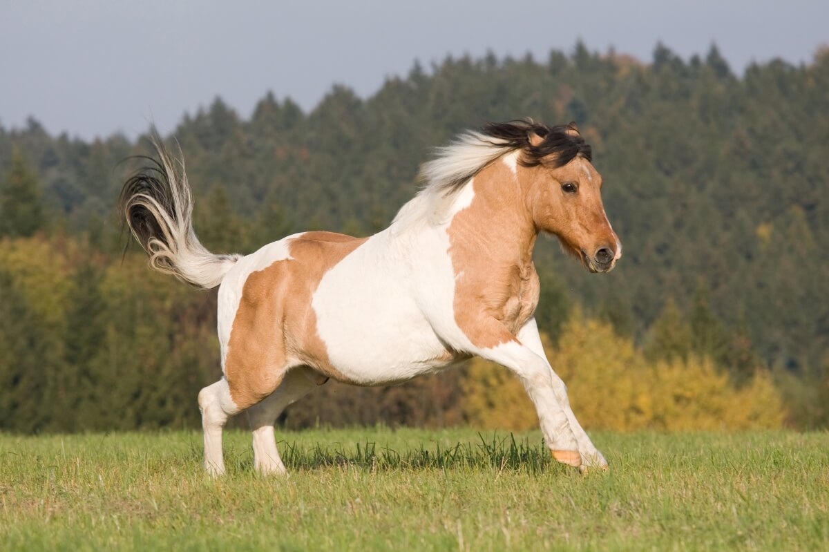 A cute little paint horse pony running on meadow