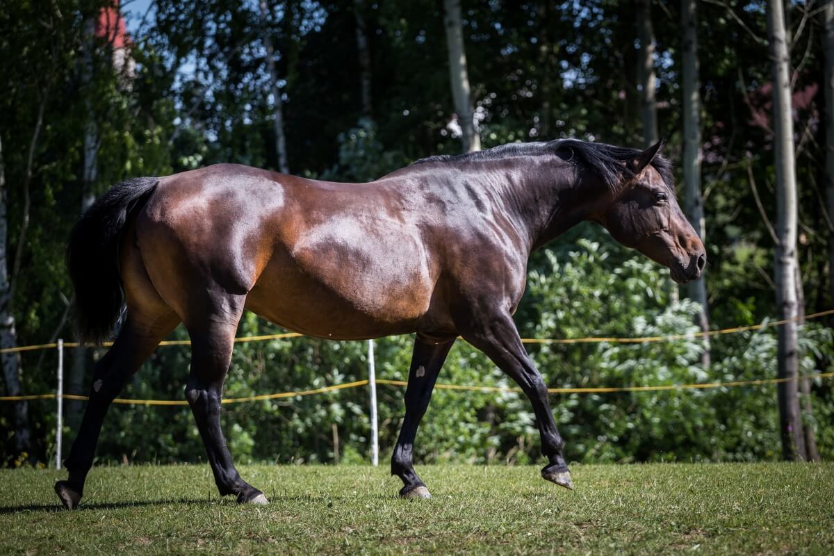 A dark brown Quarter horse moving on green grass