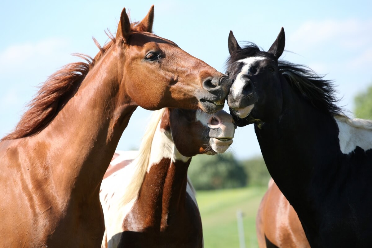 A group of horses including paint horses on meeting