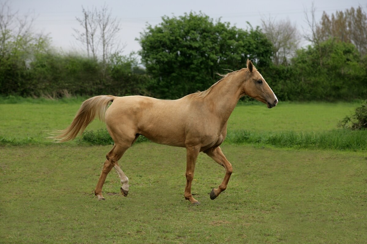 A light brown Akhal Teke horse