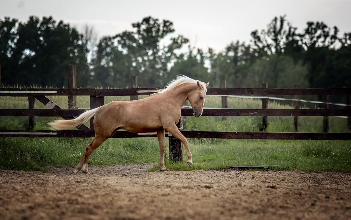 A light brown American Quarter Horse running free on a meadow