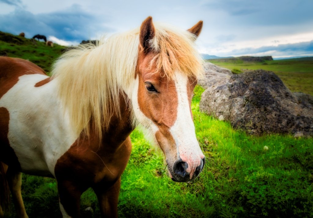 Icelandic Horse vs Normal Horse InDepth Comparison Guide
