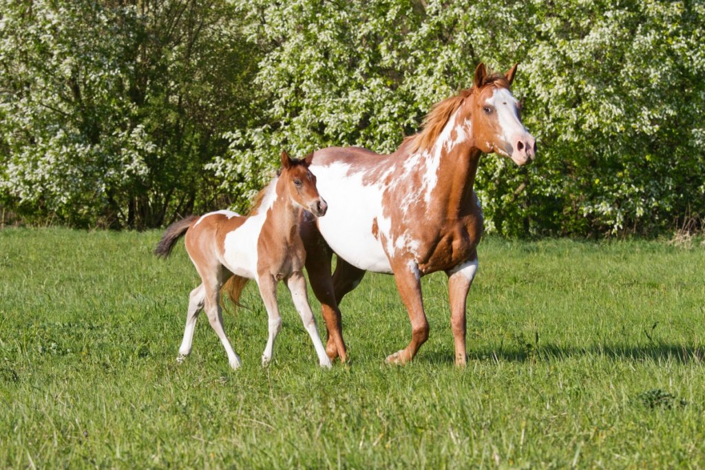 American Paint Horse Coat Colors: Comprehensive Guide - HorseNameIdeas.com
