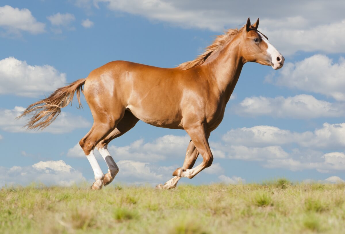 A perfect looking American Quarter Horse running amazingly fast