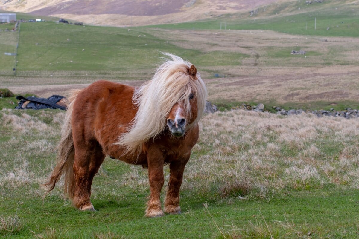 A portrait of a lone Shetland Pony with big hair