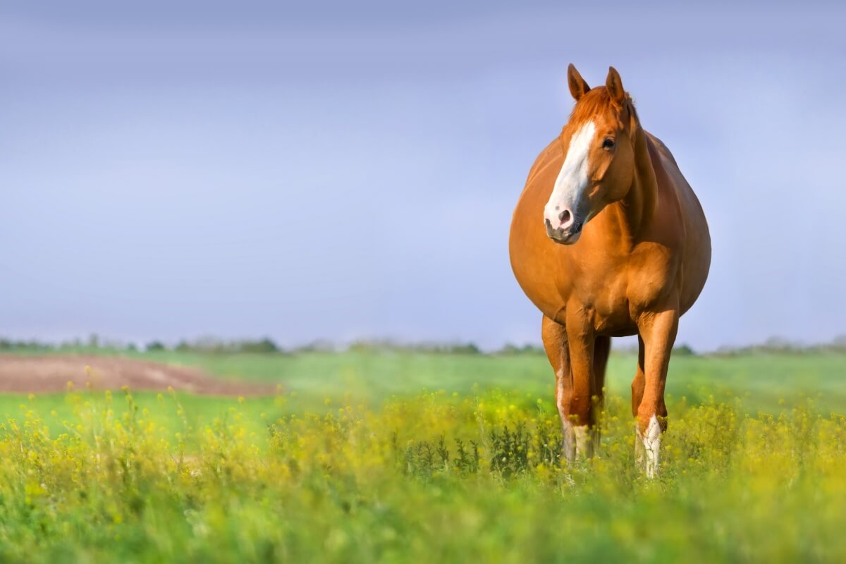 A pregnant paint horse