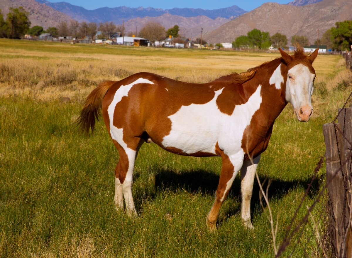 A pretty looking California pinto paint horse in farm A pretty looking California pinto paint horse in farm