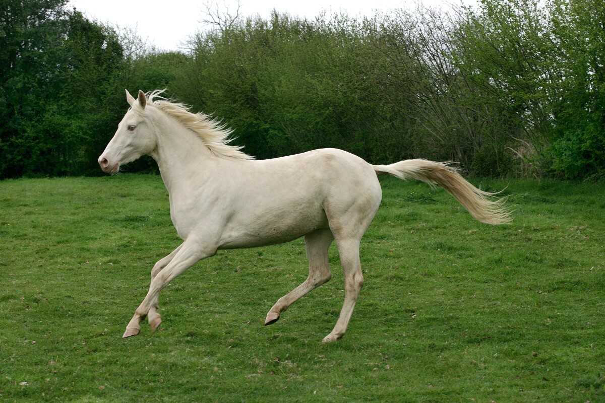 A pure white Akhal Teke Horse Running fast
