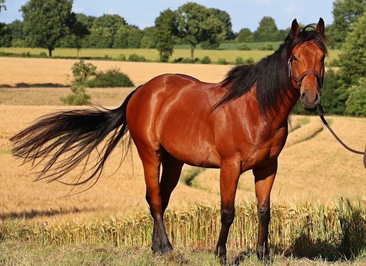 A strong Quarter horse is standing in a corn field