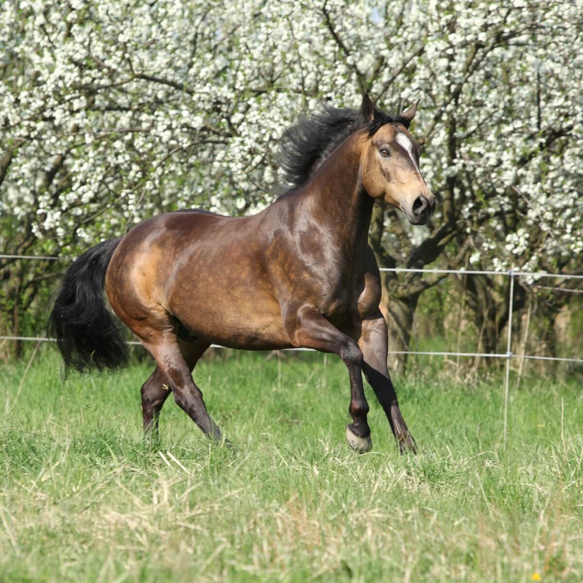 A strong Quarter horse running in front of flowering trees A strong Quarter horse running in front of flowering trees