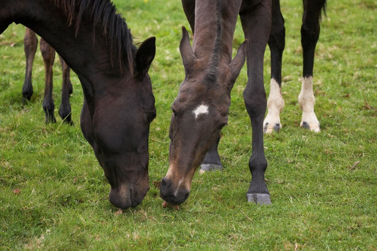 Akhal Teke Horse Breed from Turkmenistan