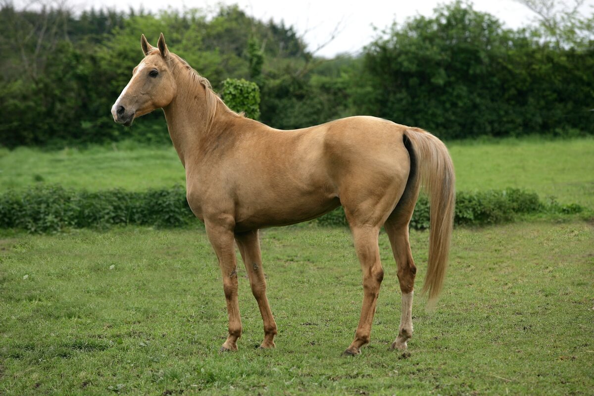 Akhal Teke Horse standing outdoors