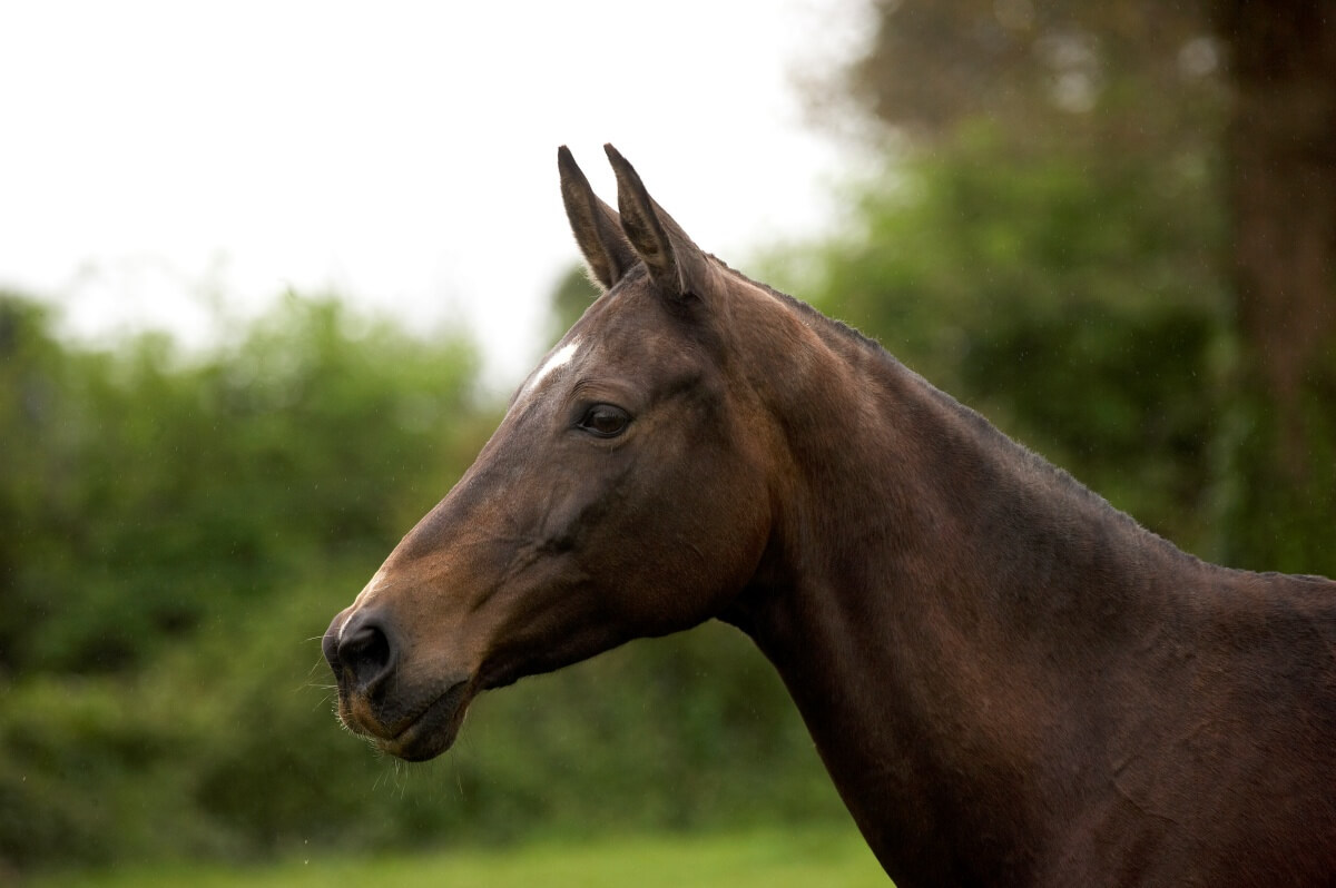 Akhal Teke Horse venturing outdoors in sun