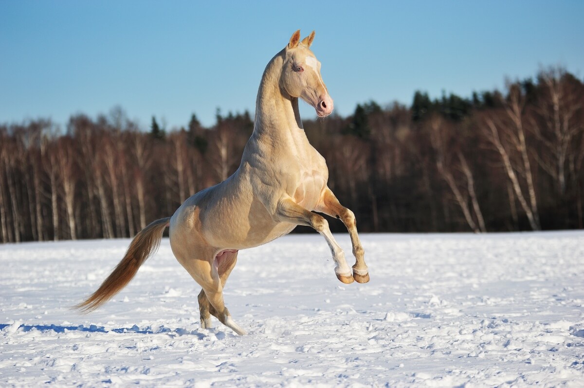 Akhal teke stallion jumping in snowy winter field