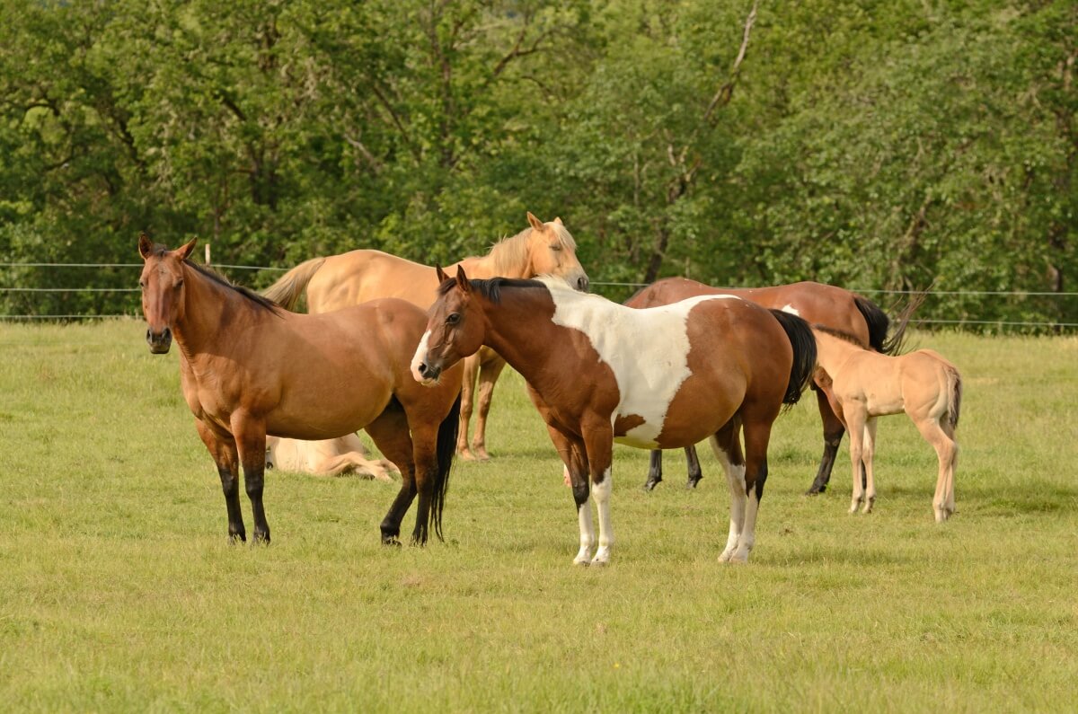 American Paint horse with a group of horses venturing outdoors