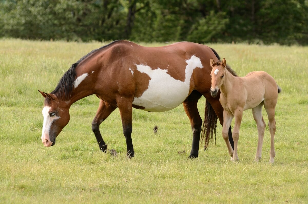 American Paint horse with cute little foal