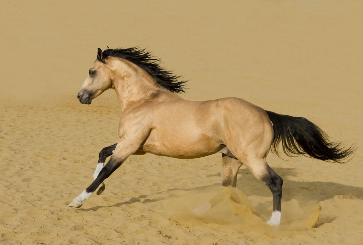 American Quarter Horse Buckskin Stallion in a desert American Quarter Horse Buckskin Stallion in a desert