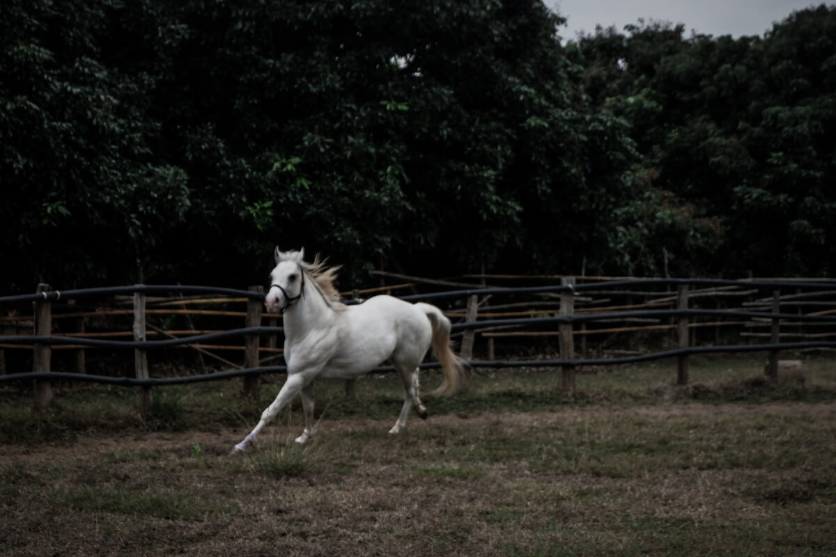 American Quarter Horse running on a ground