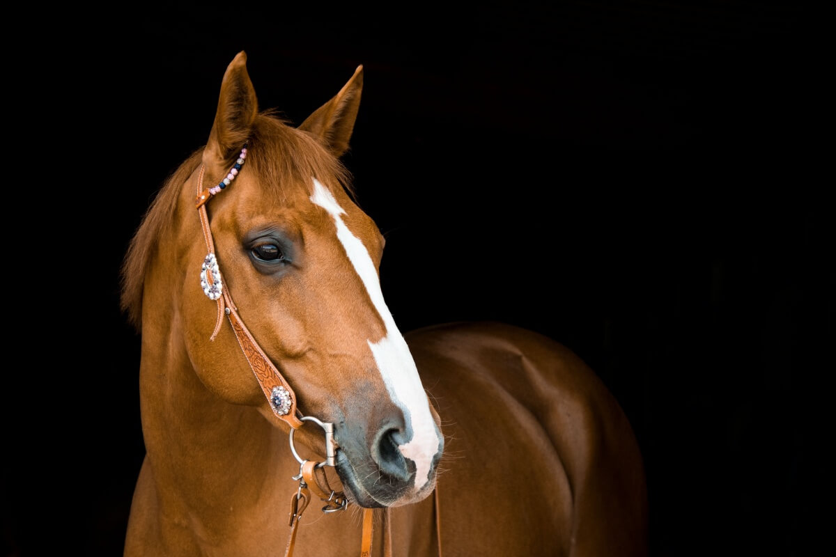 American Saddlebred horse with dark background