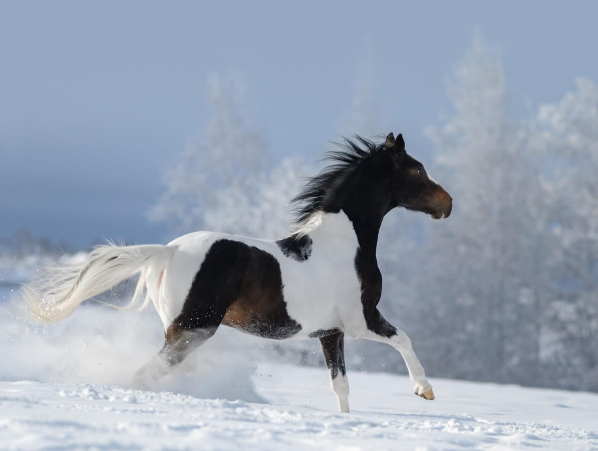 American paint horse galloping across winter snow American paint horse galloping across winter snow