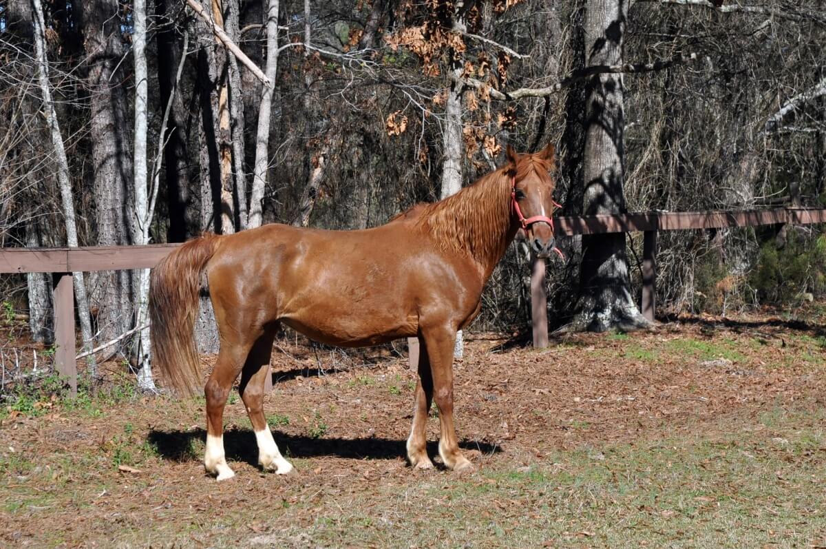 American saddlebred horse standing in outdoors on a winter day