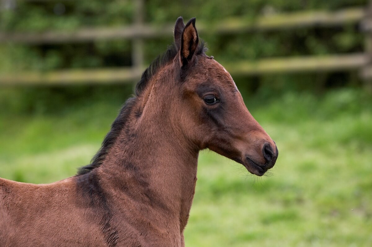 An Akhal Teke Horse Cute Foal