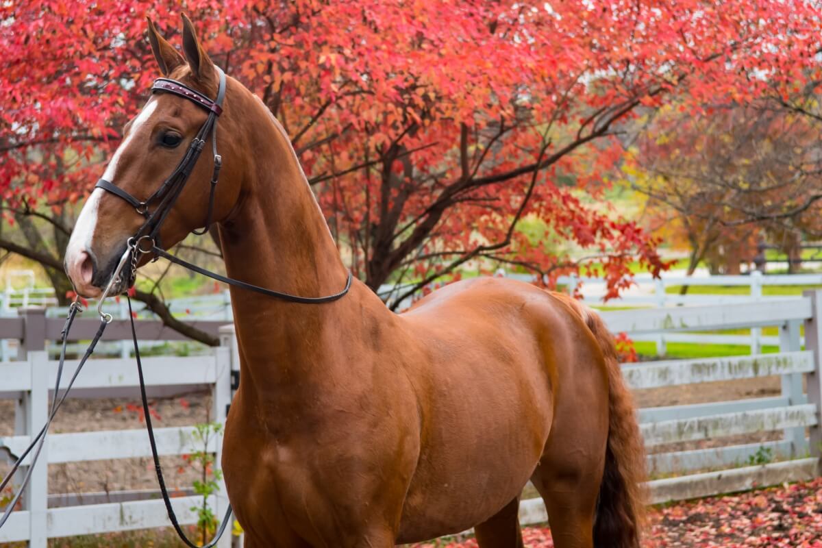 An elegant red saddlebred horse standing near a wooden fenced paddock
