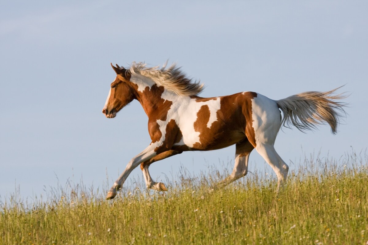 An elegant young appaloosa paint horse running