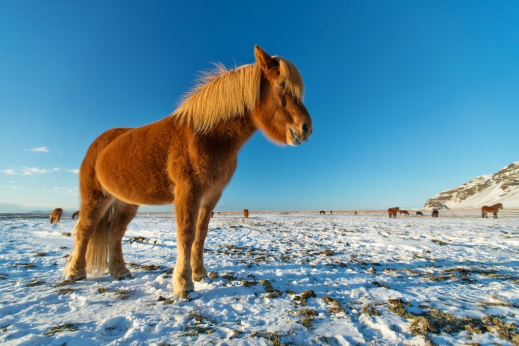 Icelandic Horse vs Normal Horse InDepth Comparison Guide