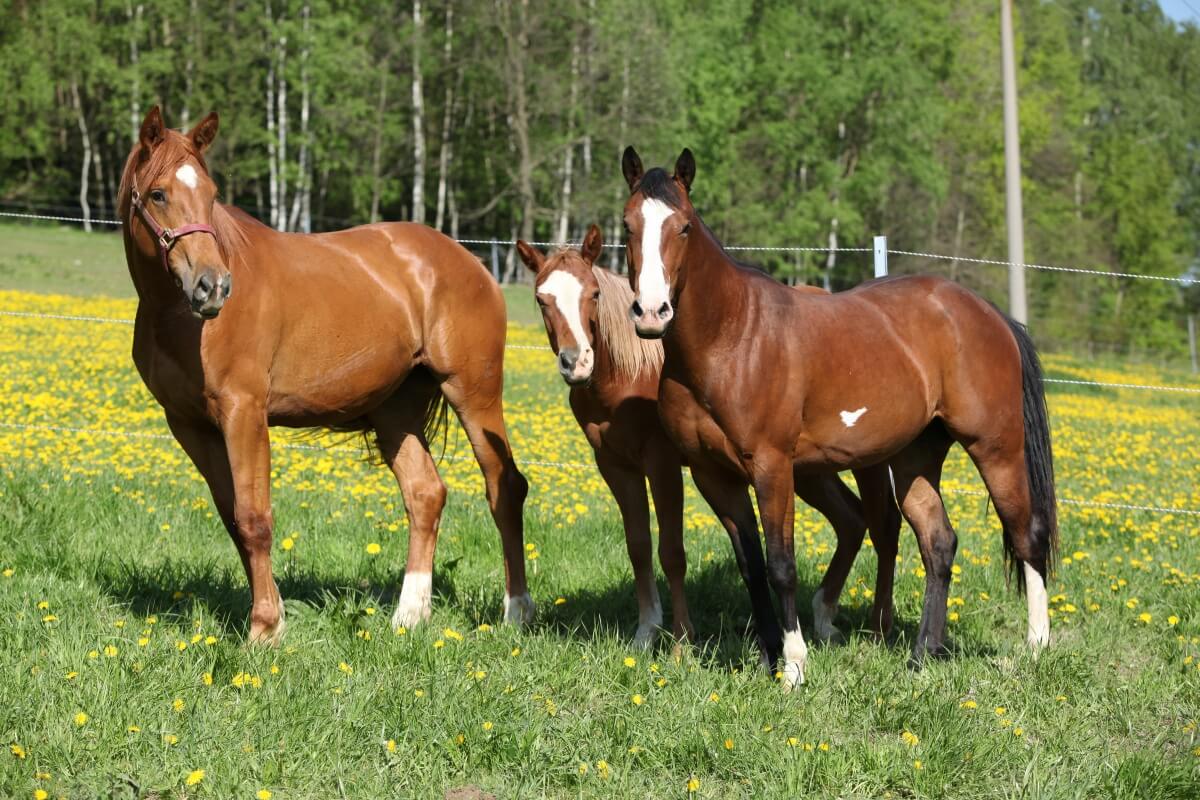Batch of horses including paint horses on pasturage