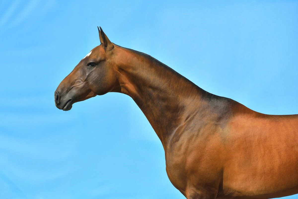 Bay Akhal Teke horse with sky blue background
