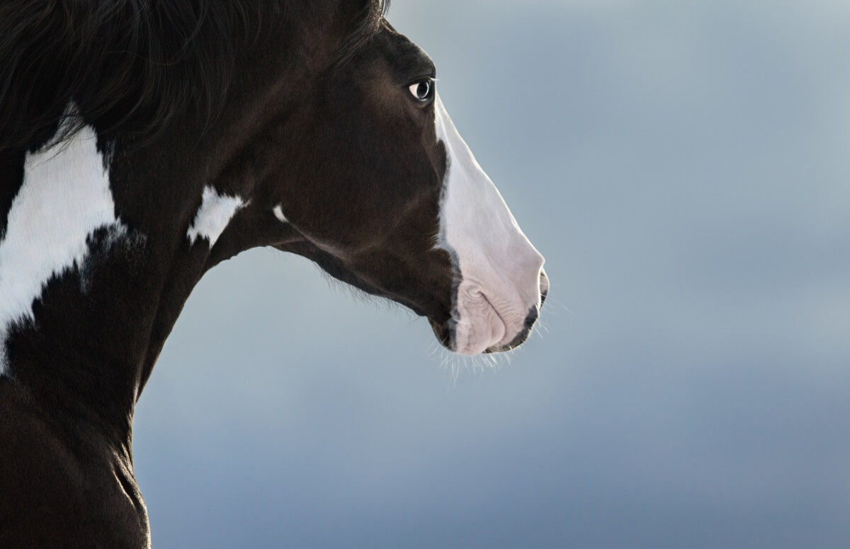 Beautiful American Paint horse closeup portrait Beautiful American Paint horse closeup portrait