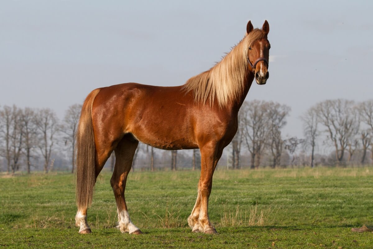 Beautiful American Saddlebred Horse in Spring