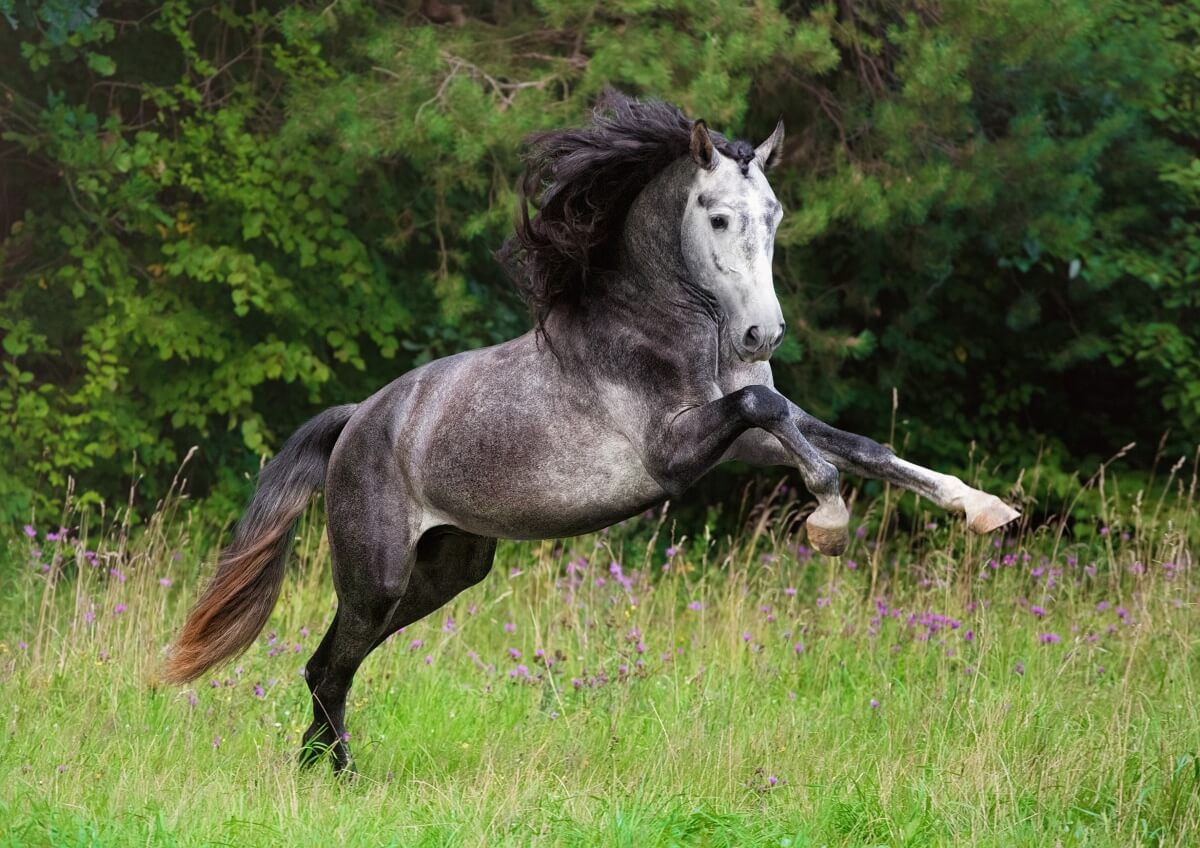 Beautiful Andalusian jumping horse portrait in field