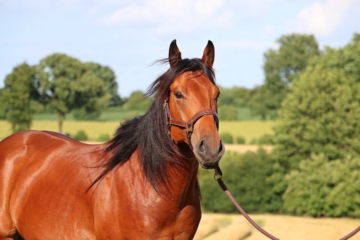Beautiful Quarter horse portrait on a sunny day
