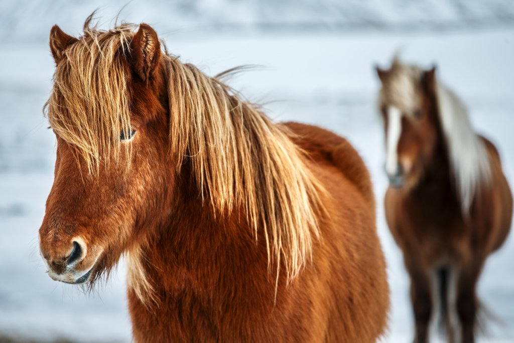 Icelandic Horse vs Normal Horse InDepth Comparison Guide