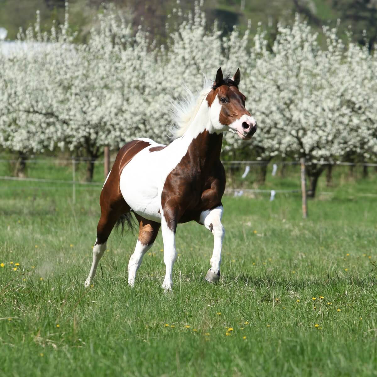 Beautiful paint horse running in front of flowers