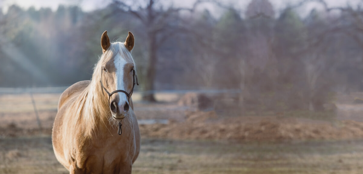 Beautiful palomino horse in the meadow at sunset