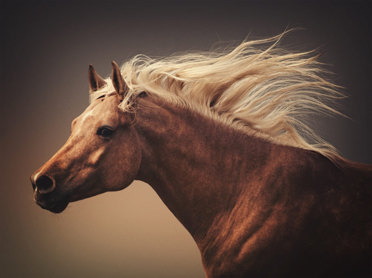 Beautiful quarter horse action portrait in dust