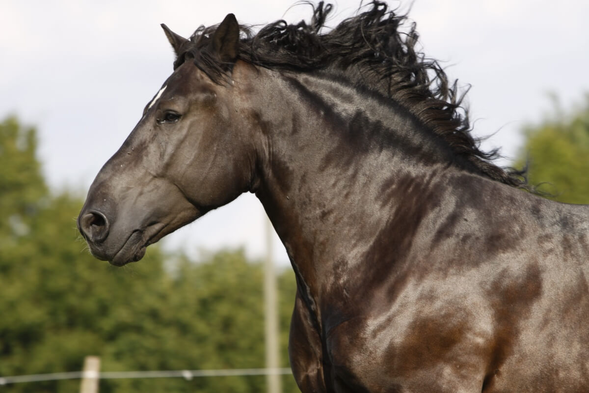 Beautiful shinning Percheron horse