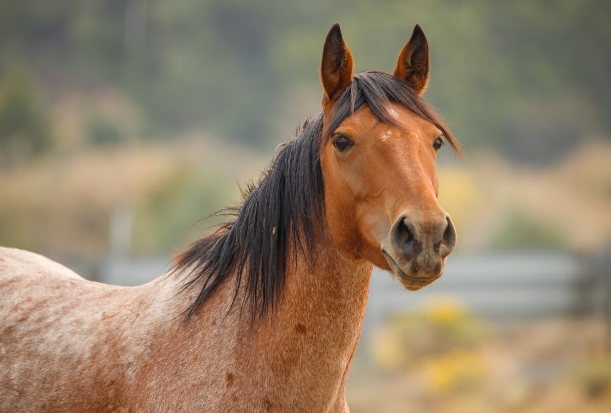 Beautiful wild mustang horse in desert