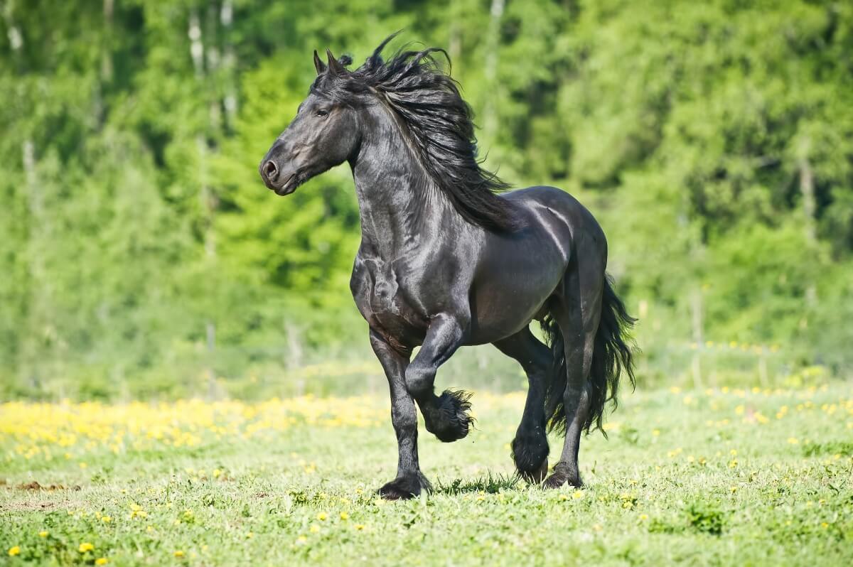 Best looking shinning Black Friesian horse
