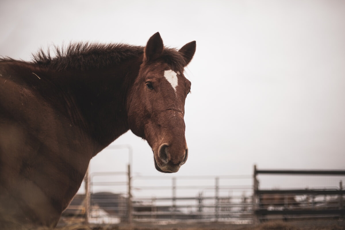 Big chestnut draft horse standing outside in winter while it is softly snowing Big chestnut draft horse standing outside in winter while it is softly snowing