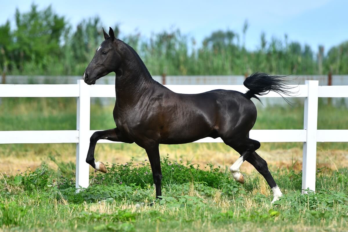 Black Akhal Teke stallion running in trot along white fence