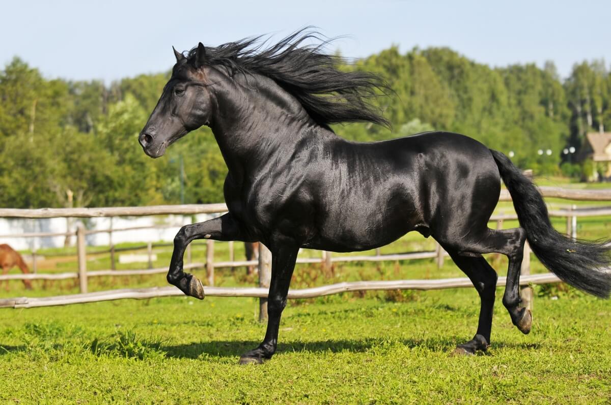 Black Andalusian horse walking on green grass