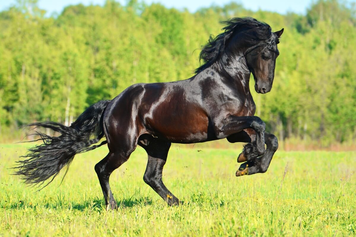 Black Friesian horse runs gallop in summer times