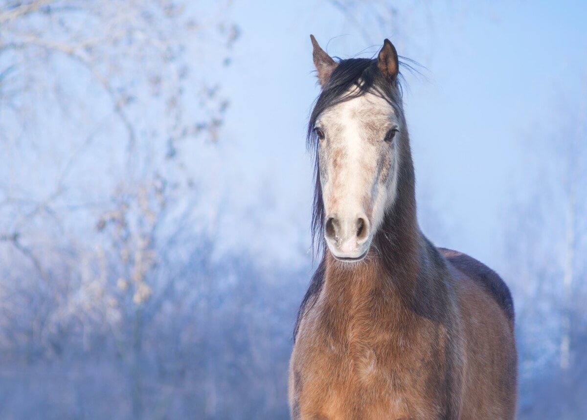 Brown Fjord horse on the background of a snowy land